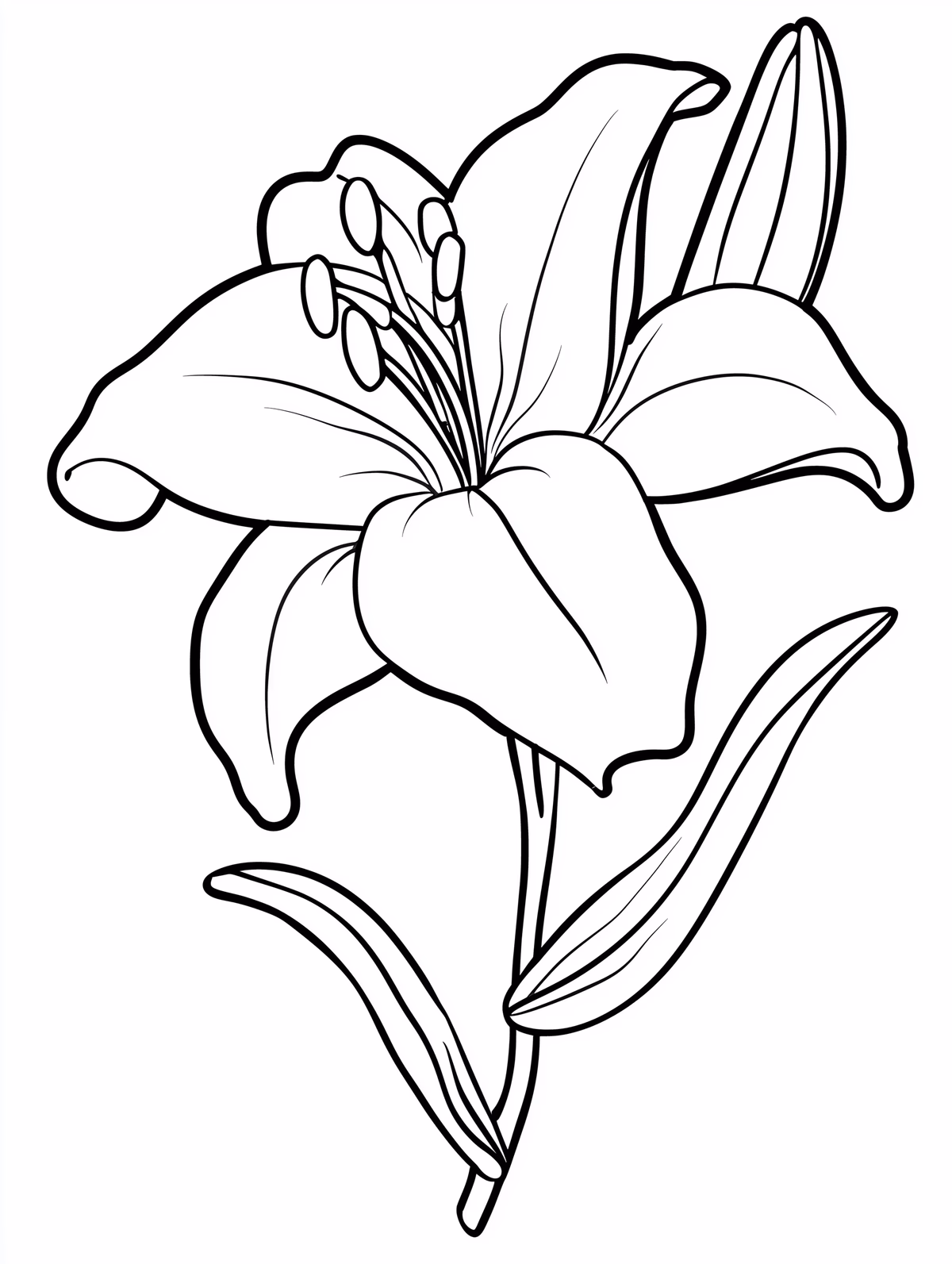 Blooming Lily Flower