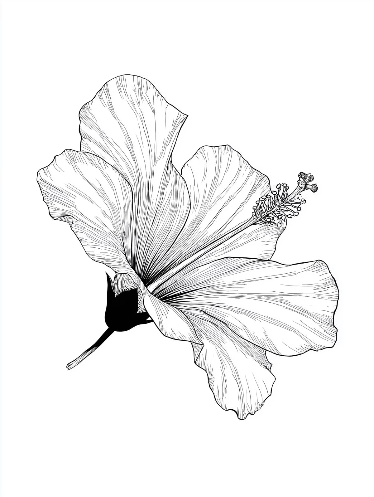 Hibiscus Flower Line Drawing