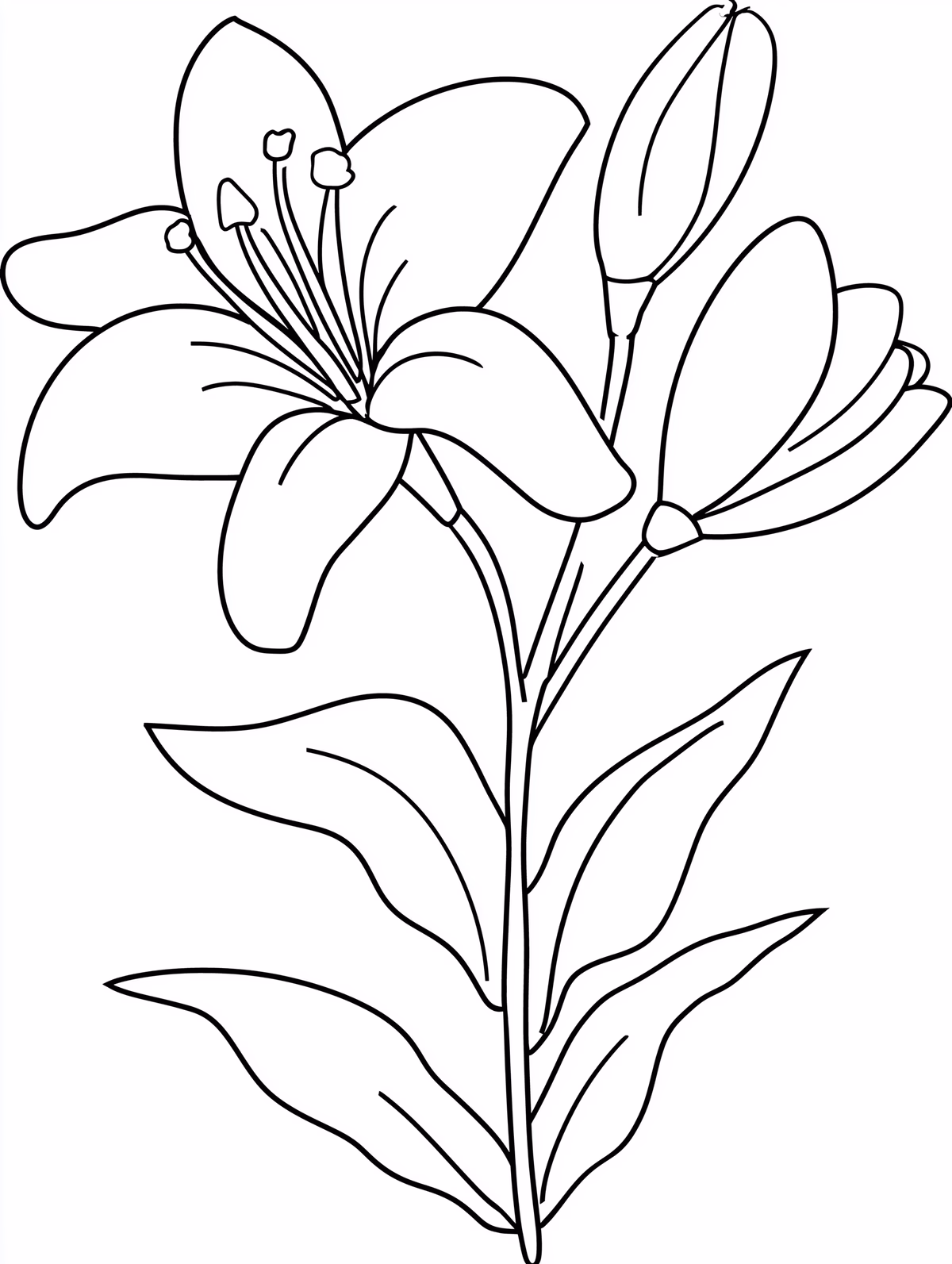 Lily Flower with Buds and Leaves